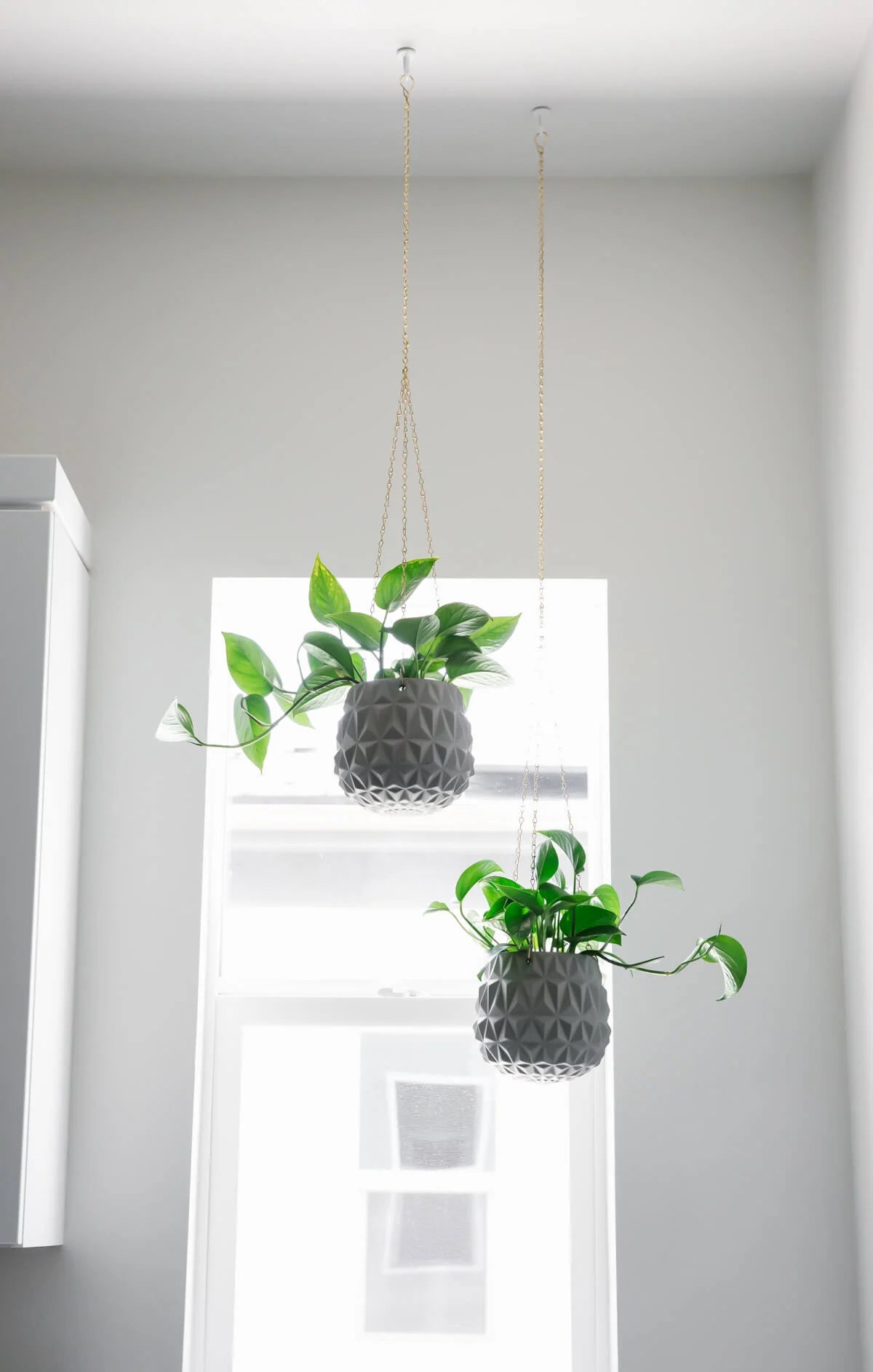 Hanging plants in laundry room.