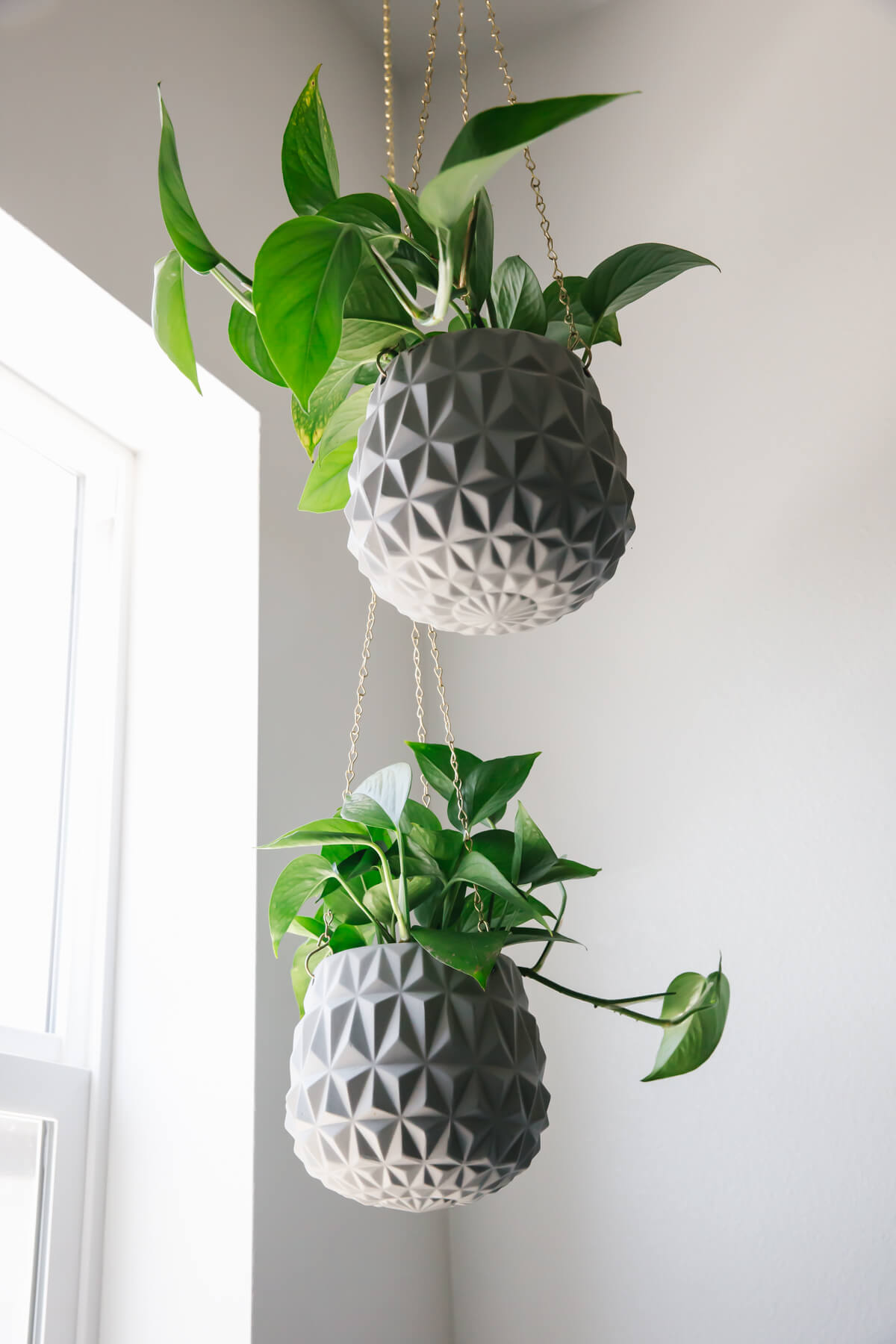 Hanging plants in laundry room.